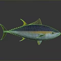 Vibrant Blue and Yellow Tuna Fish with Yellow Fins on Dark Reflective Surface