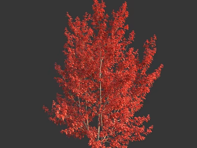 Tall Tree with Vibrant Red Autumn Leaves and Lush Foliage Structure 3d model