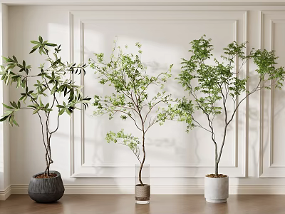 Bonsai Potted Plants In Black Gray White Pots Against White Paneled Wall And Wooden Floor 3d model