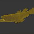 Distinctive Dark Spotted Fish With Open Mouth And Visible Fins On Gray Background