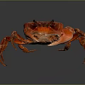 Red Crab With Shiny Shell And Extended Claws On Dark Background