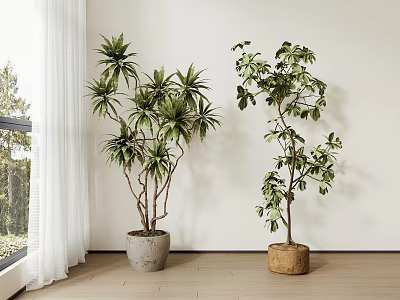 Indoor Bonsai Potted Plants Tall Leafy Foliage In Concrete Wooden Pots Near Window White Wall 3d model