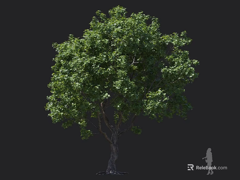 Tall Arbor with Lush Green Leaves and Thick Tree Trunk with Human Figure for Scale 3d model 
