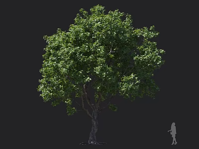 Tall Arbor with Lush Green Leaves and Thick Tree Trunk with Human Figure for Scale 3d model