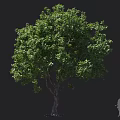 Tall Arbor with Lush Green Leaves and Thick Tree Trunk with Human Figure for Scale