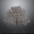 Lush Tree With Pink Blossoms And Brown Trunk Against Gray Background