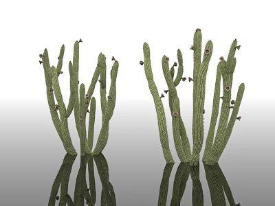Organ pipe cactus multi-plant cactus flowering plants dryland desert arid plants sandy potted park science education display 3d model