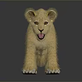 Cute Brown Lion Cub With Fluffy Fur Standing On Black Smooth Surface With Reflection
