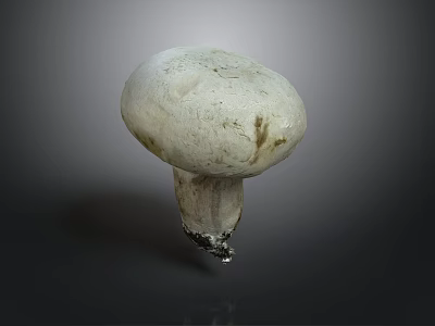 Fresh White Mushroom with Smooth Round Cap and Firm Stalk on Dark Surface 3d model