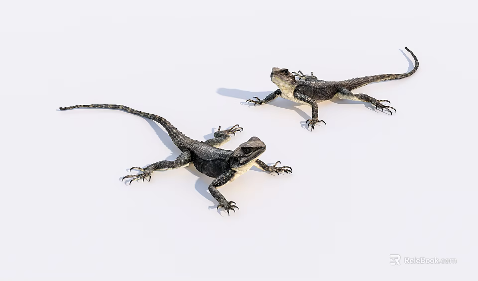 Two Dark Colored Reptile Lizards On White Background With Natural Posture 3d model 