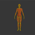 Red 3D Anatomical Human Model Showing Limbs And Organs Structure 3d model