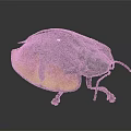 Dark Green Beetle With Orange Yellow Spots Oval Shaped Body Legs And Antennae