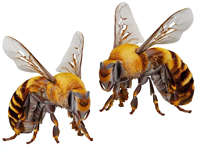 Flying Animals Two Bees With Yellow And Black Stripes And Transparent Wings 3d model