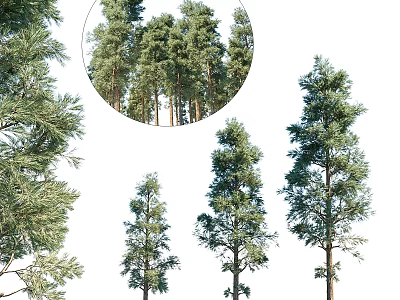 Decorative Ornament Set Featuring Various Pine Tree Models Different Sizes Natural Appearance 3d model