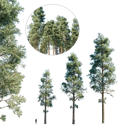 Decorative Ornament Set Featuring Various Pine Tree Models Different Sizes Natural Appearance 3d model