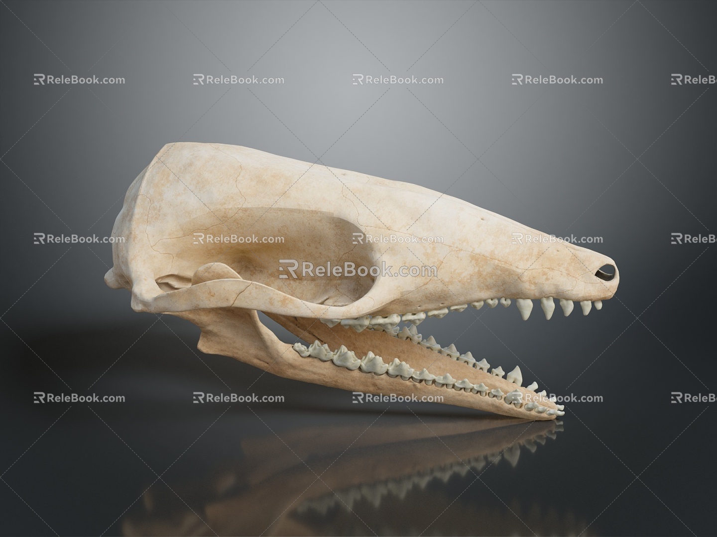 Skull Animal Skull Monster Skull Monster Fossil Monster Skull Skull Fossil Skeleton Animal Skeleton 3d model