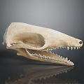 Close Up View Of Detailed Animal Skull With Sharp Teeth And Bone Structure 3d model