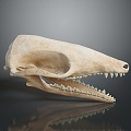 Skull Animal Skull Monster Skull Monster Fossil Monster Skull Skull Fossil Skeleton Animal Skeleton 3d model