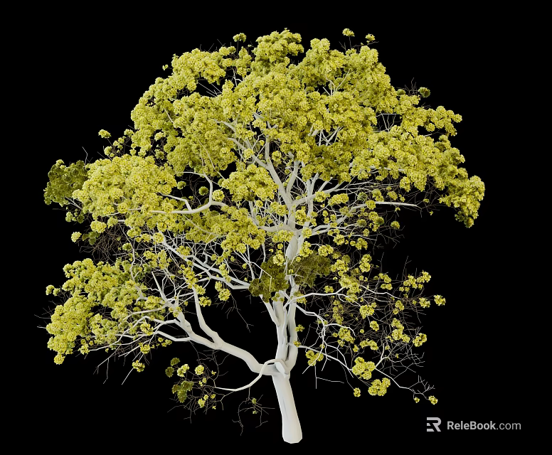 Tall Tree with White Trunk Yellow Leaves Against Black Background and Lush Foliage 3d model 