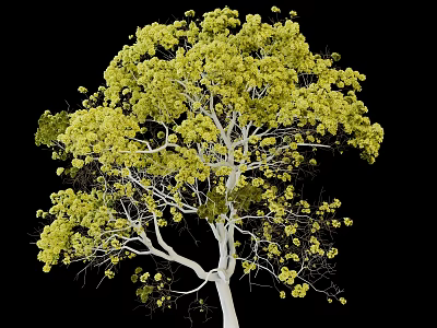 Tall Tree with White Trunk Yellow Leaves Against Black Background and Lush Foliage 3d model