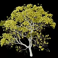 Tall Tree with White Trunk Yellow Leaves Against Black Background and Lush Foliage