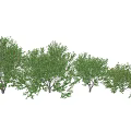 Green Leafy Shrubs In Various Sizes For Garden Landscape Design