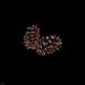 Two Natural Brown Pine Cones with Detailed Scales on Black Background