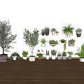 Different Flower Vases With Various Green Plants Wall Mounted And Floor Placed 3d model