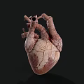 Human Heart Anatomical Structure With Blood Vessels 3D Model Detailed View