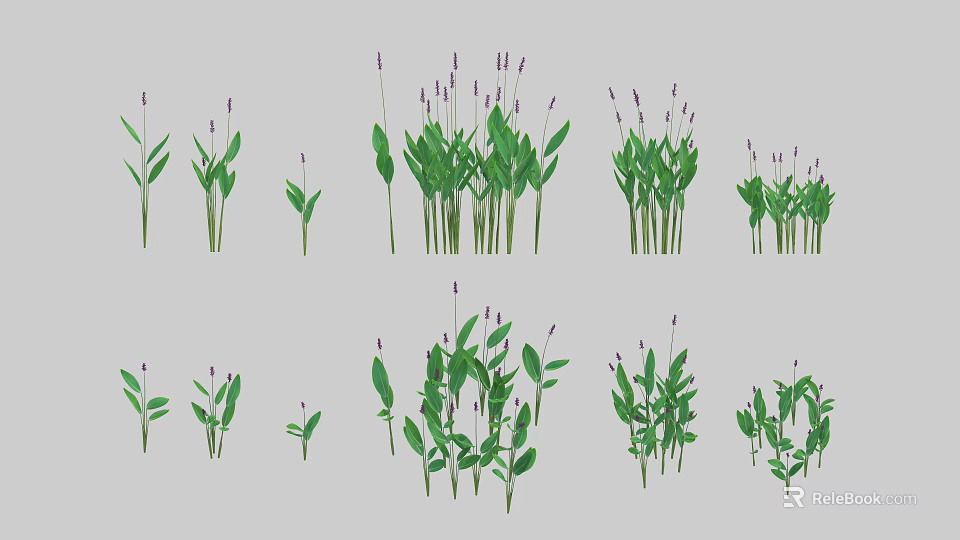 Various Aquatic Plants With Green Leaves And Purple Flower Spikes In Different Growth Stages 3d model 