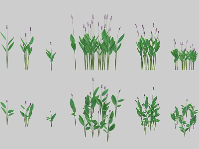 Various Aquatic Plants With Green Leaves And Purple Flower Spikes In Different Growth Stages 3d model