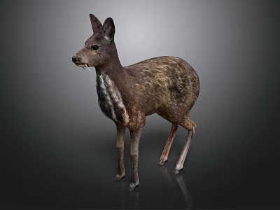 Realistic 3D Rendered Deer Model In Standing Pose With Detailed Texture On Gray Background 3d model