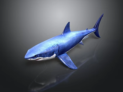 Blue Shark Realistic Model on Dark Background with Detailed Fins and Tail 3d model