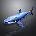 Blue Shark Realistic Model on Dark Background with Detailed Fins and Tail