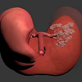 3D Rendered Human Lung Organ Anatomical Structure Showing Bronchi Alveoli in Pink with Dark Background