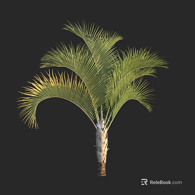 Tall Palm Tree With Green Feathery Fronds And Light Colored Trunk 3d model