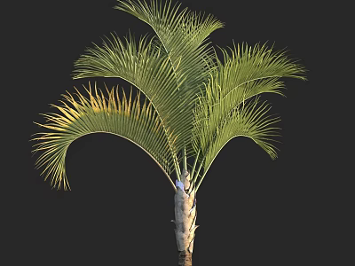 Tall Palm Tree With Green Feathery Fronds And Light Colored Trunk 3d model