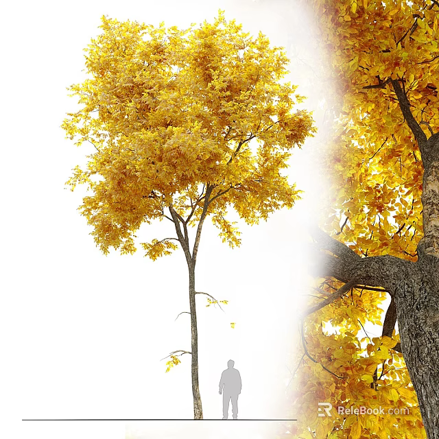 Tall Deciduous Autumn Tree With Lush Yellow Foliage Thick Trunk And Human Figure 3d model 