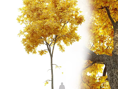 Tall Deciduous Autumn Tree With Lush Yellow Foliage Thick Trunk And Human Figure 3d model
