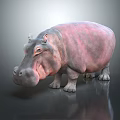 Pinkish Gray Hippopotamus Standing On Dark Background With Shiny Skin And Reflection