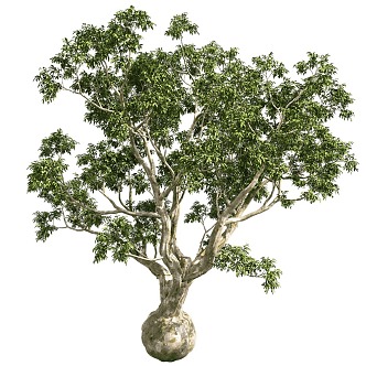 tree landscape tree shrub plant 3d model