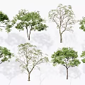 Modern Tree Landscape Tree 3d model