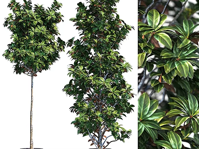 Garden Ornamental Plants With Lush Green Foliage And Diverse Tree Shapes For Landscaping 3d model