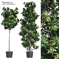 Garden Ornamental Plants With Lush Green Foliage And Diverse Tree Shapes For Landscaping