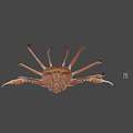 Realistic Brown Crab With Extended Legs And Detailed Claws On Gray Background