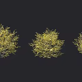Multiple Yellow Trees Arranged Neatly In Two Rows With Black Background 3d model