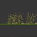 Natural Terrain With Scattered Stones Dirt And Small Grass In Circular Area