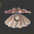 Close Up View Of Open Scallop Shell With Pink Stripes And Shiny Pearl Inside
