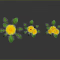 Yellow Flowering Dandelion Plants With Green Stems Leaves And Reflections On Gray Background