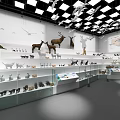 Museum Interior With Various Animal Specimens In Glass Display Cases White Walls And Ceiling Lights
